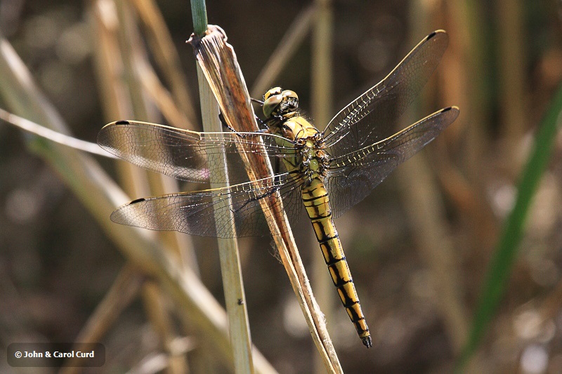 IMG_0613 Orthetrum cancellatum imm male.JPG